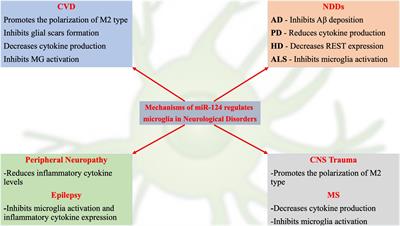 MicroRNA-124: A Key Player in Microglia-Mediated Inflammation in Neurological Diseases